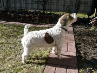 /album/jackrus-jackrussell/kuvat-9-3-2014-124-jpg1/